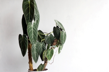 Philodendron Melanochrysum Variety Thumbnail.jpeg